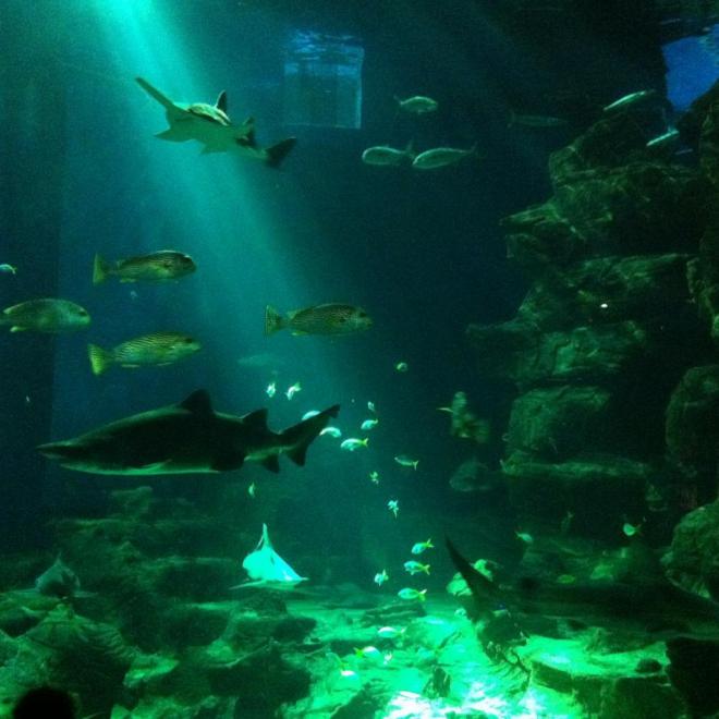 AQUARIUM