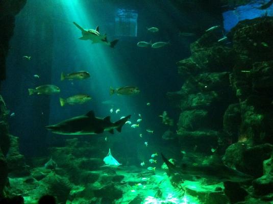 AQUARIUM