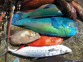 POISSON DE CALEDONIE